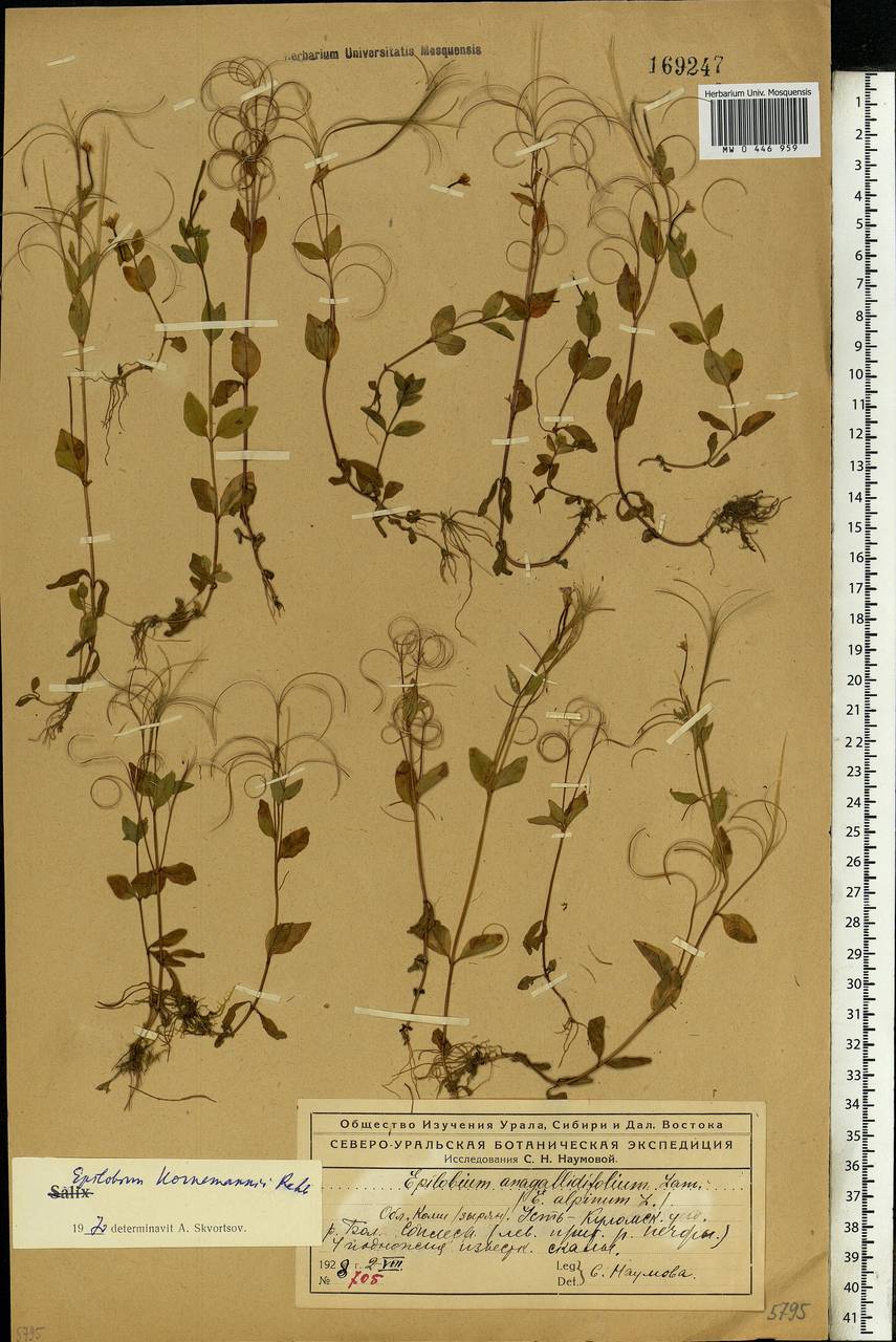 Epilobium hornemannii Rchb., Eastern Europe, Northern region (E1) (Russia)