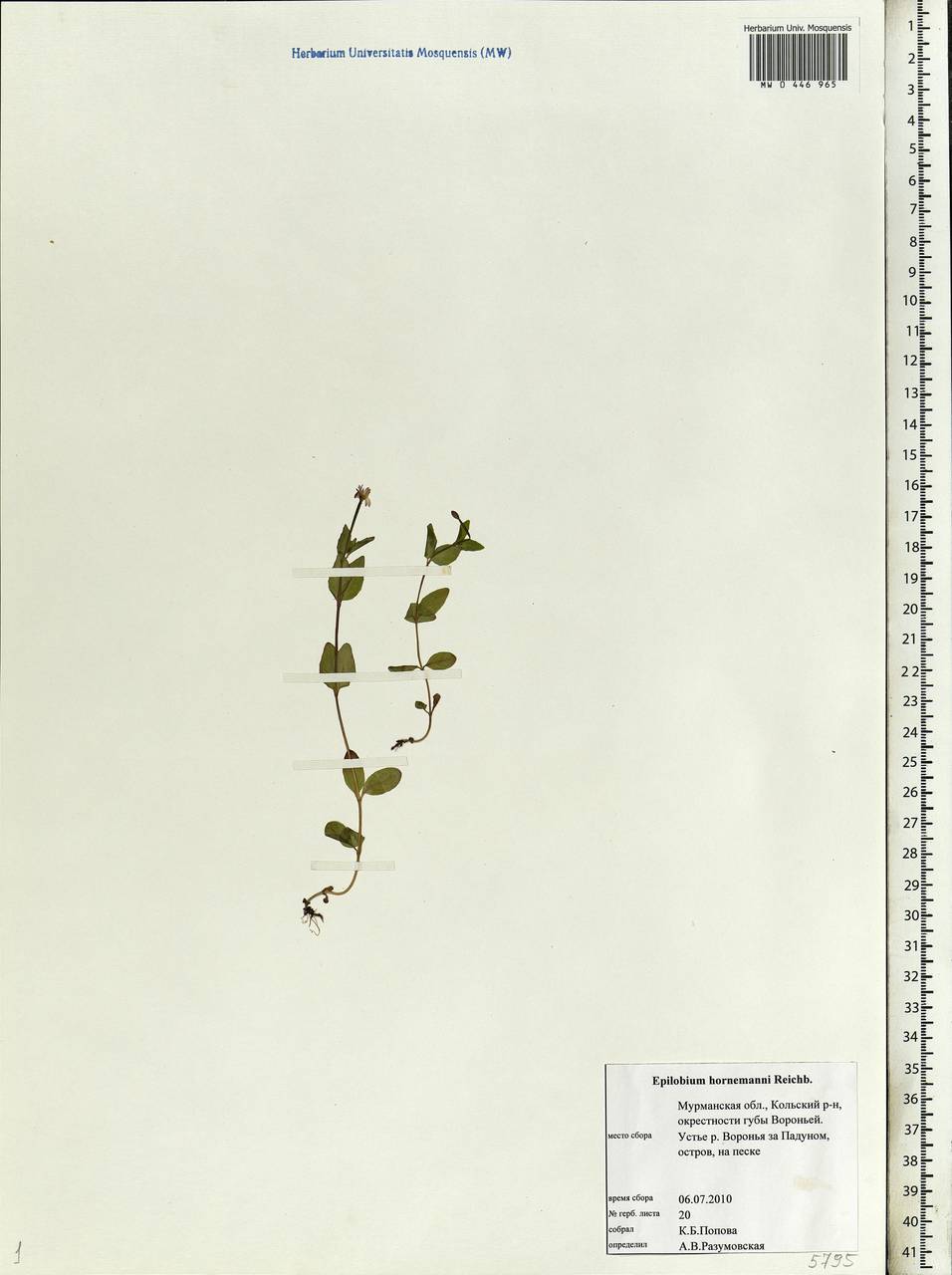 Epilobium hornemannii Rchb., Eastern Europe, Northern region (E1) (Russia)