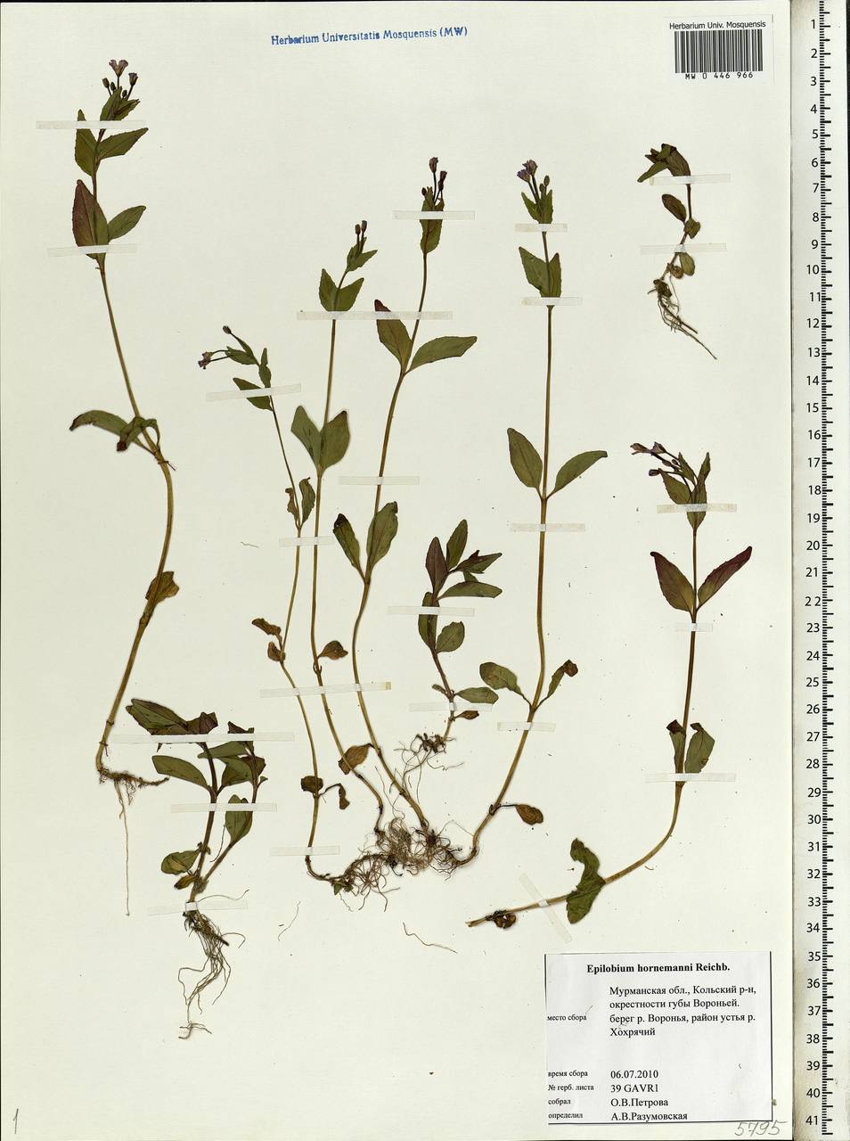 Epilobium hornemannii Rchb., Eastern Europe, Northern region (E1) (Russia)