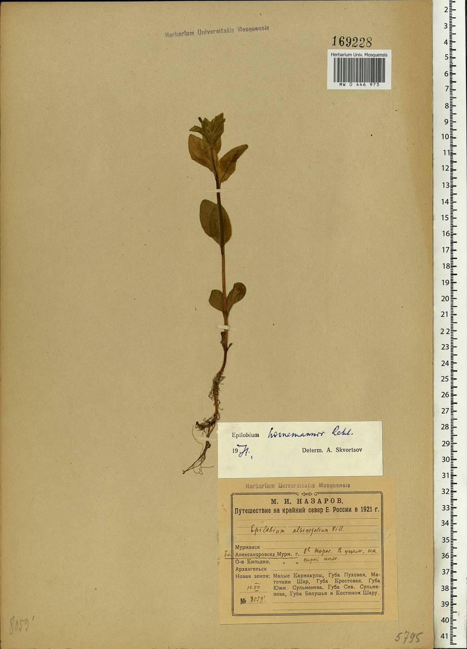 Epilobium hornemannii Rchb., Eastern Europe, Northern region (E1) (Russia)