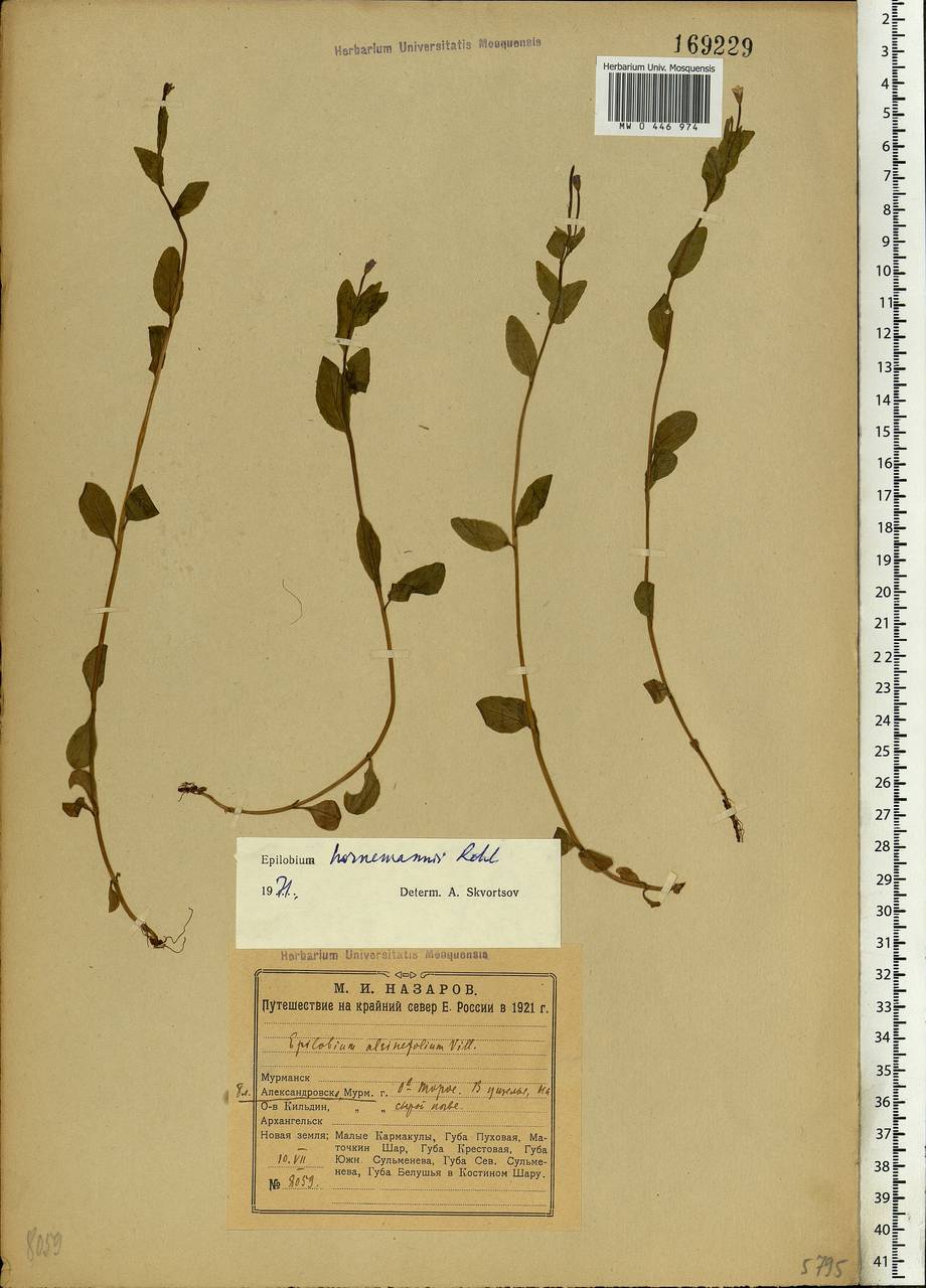 Epilobium hornemannii Rchb., Eastern Europe, Northern region (E1) (Russia)