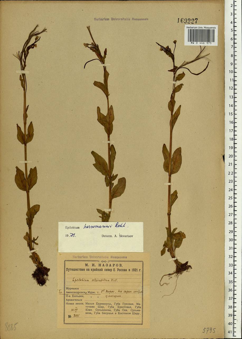 Epilobium hornemannii Rchb., Eastern Europe, Northern region (E1) (Russia)