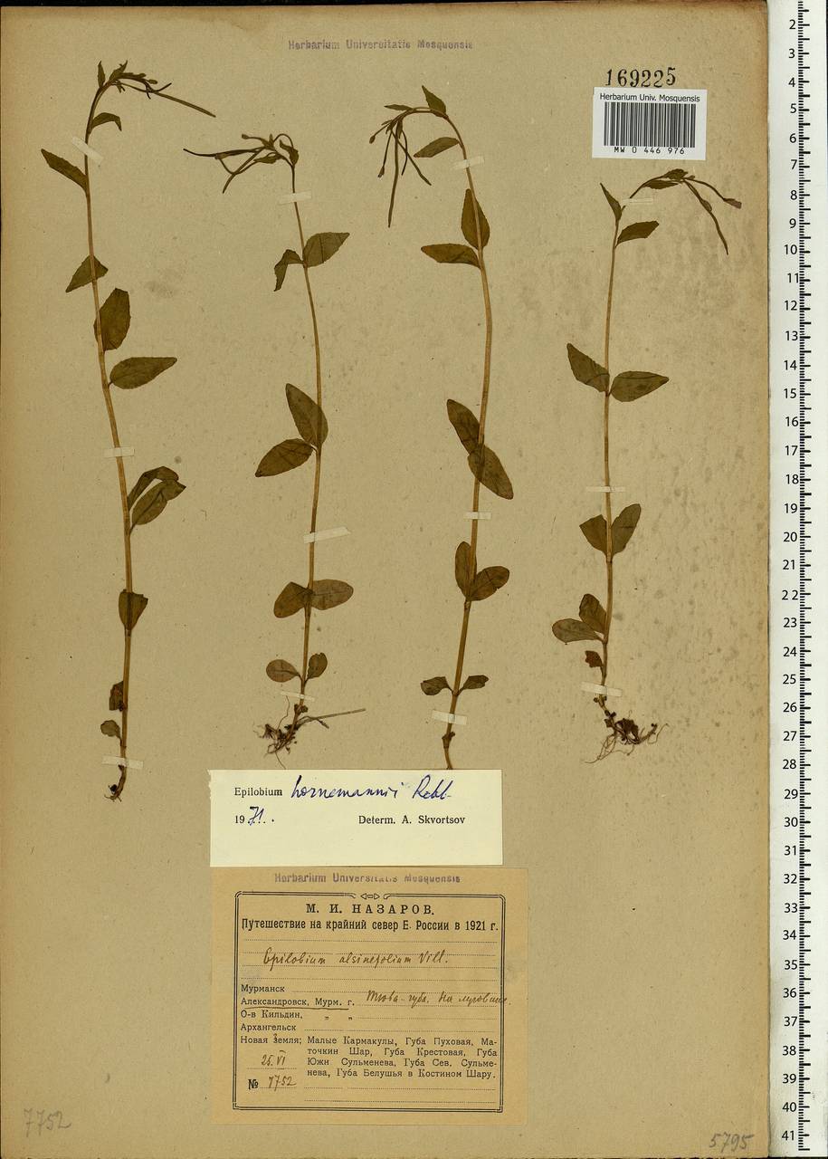 Epilobium hornemannii Rchb., Eastern Europe, Northern region (E1) (Russia)