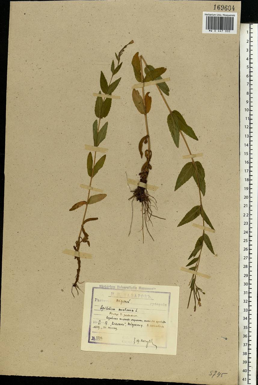 Epilobium montanum L., Eastern Europe, North-Western region (E2) (Russia)