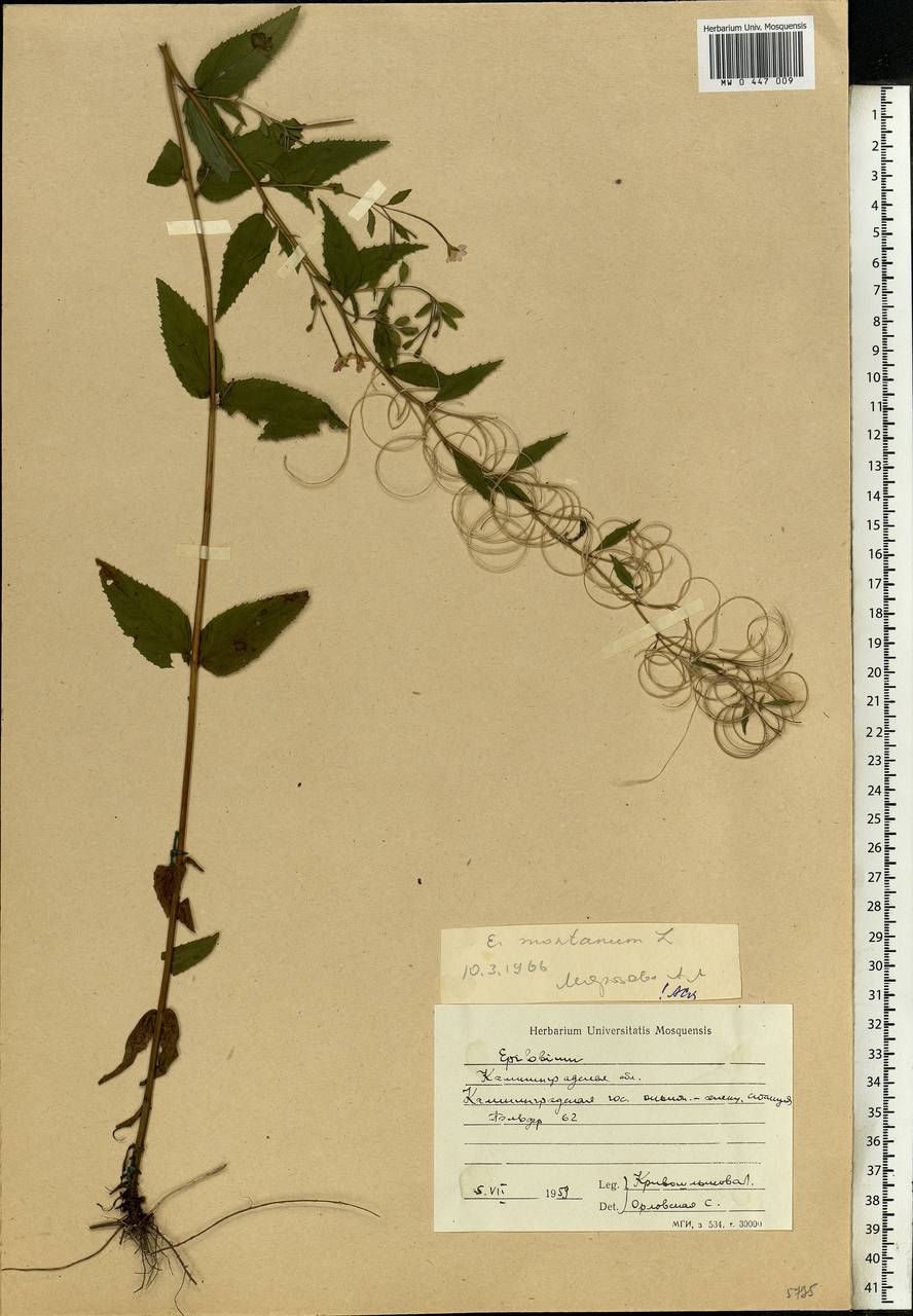 Epilobium montanum L., Eastern Europe, North-Western region (E2) (Russia)