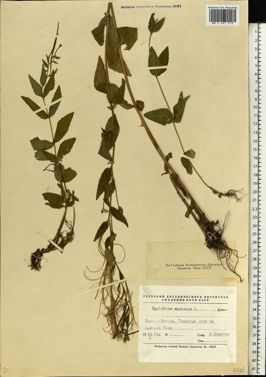 Epilobium montanum L., Eastern Europe, North-Western region (E2) (Russia)