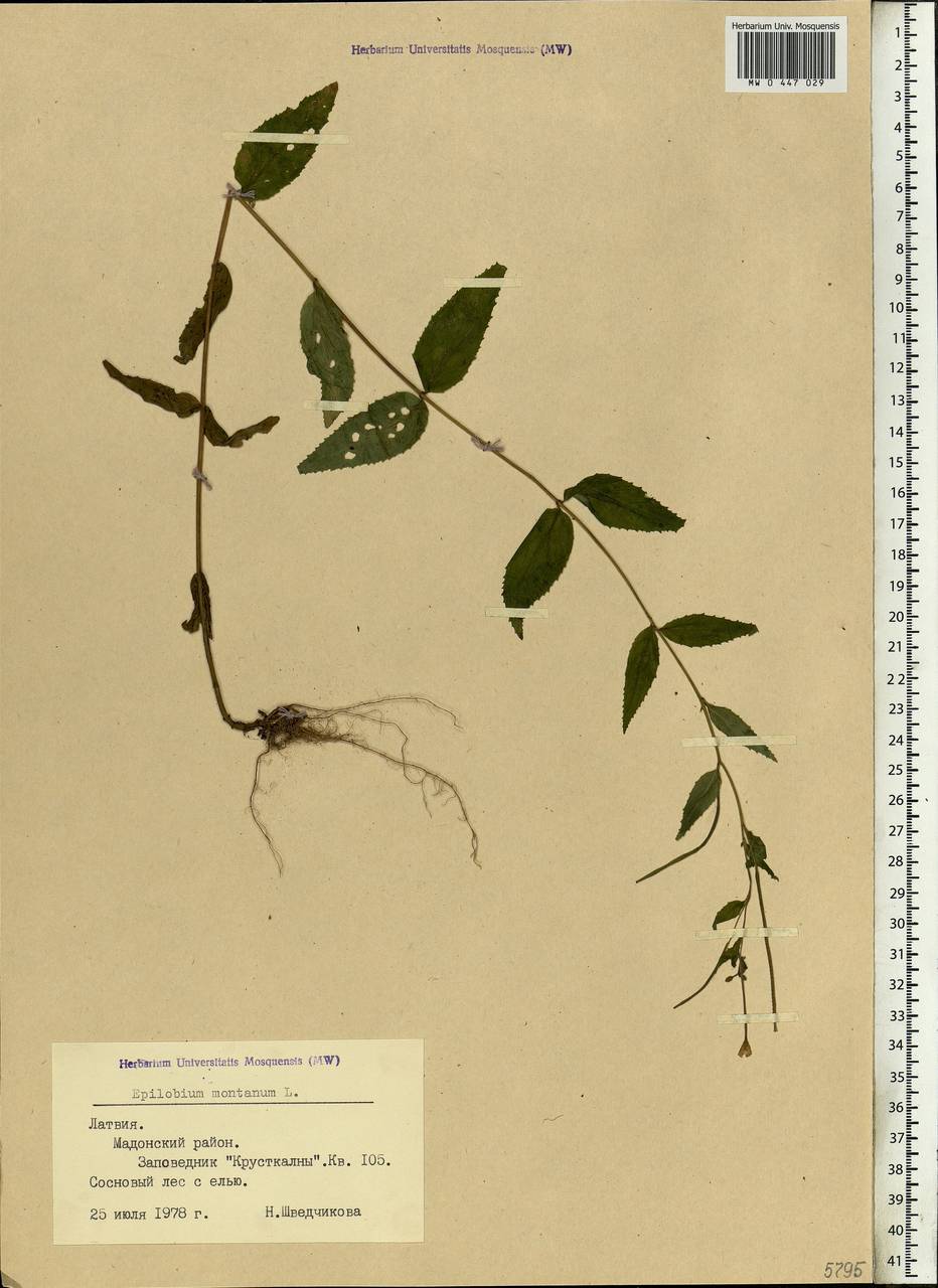 Epilobium montanum L., Eastern Europe, Latvia (E2b) (Latvia)