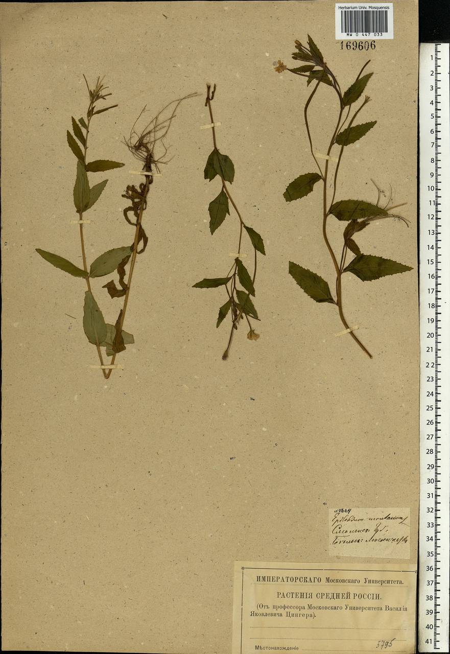 Epilobium montanum L., Eastern Europe, North-Western region (E2) (Russia)