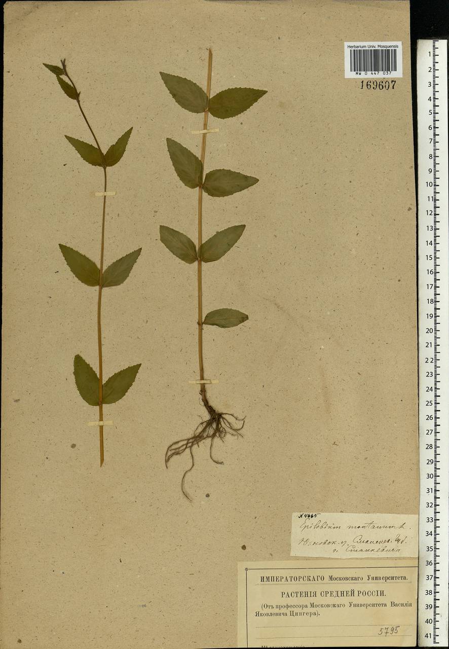 Epilobium montanum L., Eastern Europe, Central region (E4) (Russia)