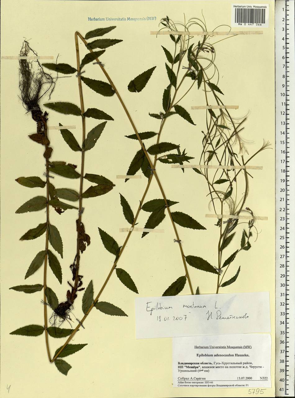 Epilobium montanum L., Eastern Europe, Central region (E4) (Russia)