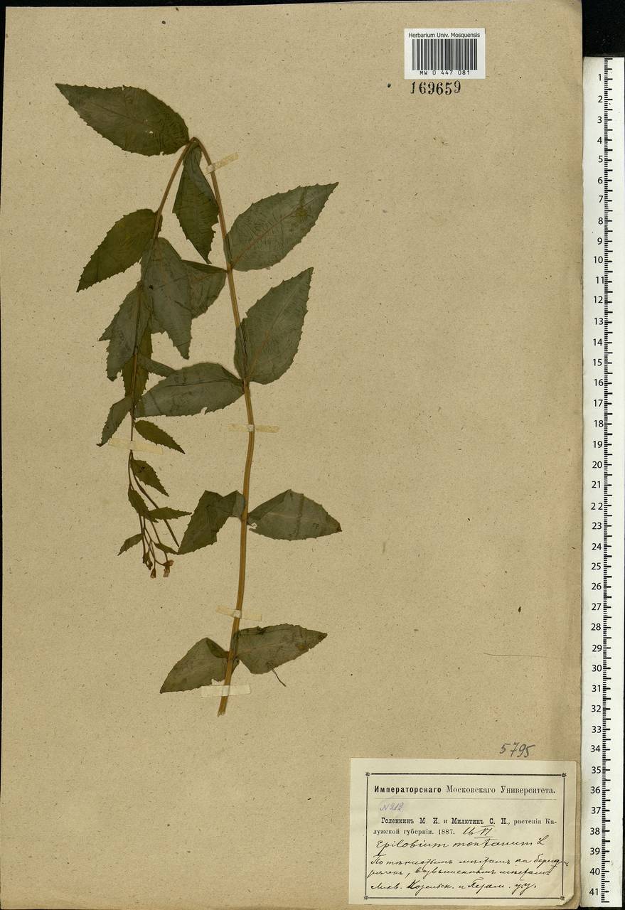 Epilobium montanum L., Eastern Europe, Central region (E4) (Russia)