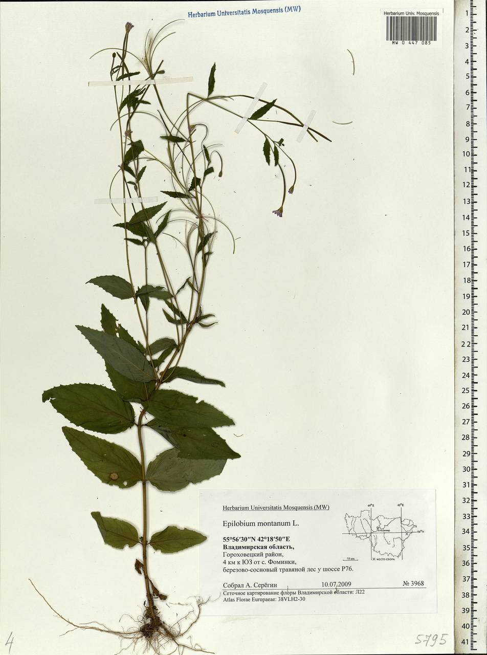 Epilobium montanum L., Eastern Europe, Central region (E4) (Russia)