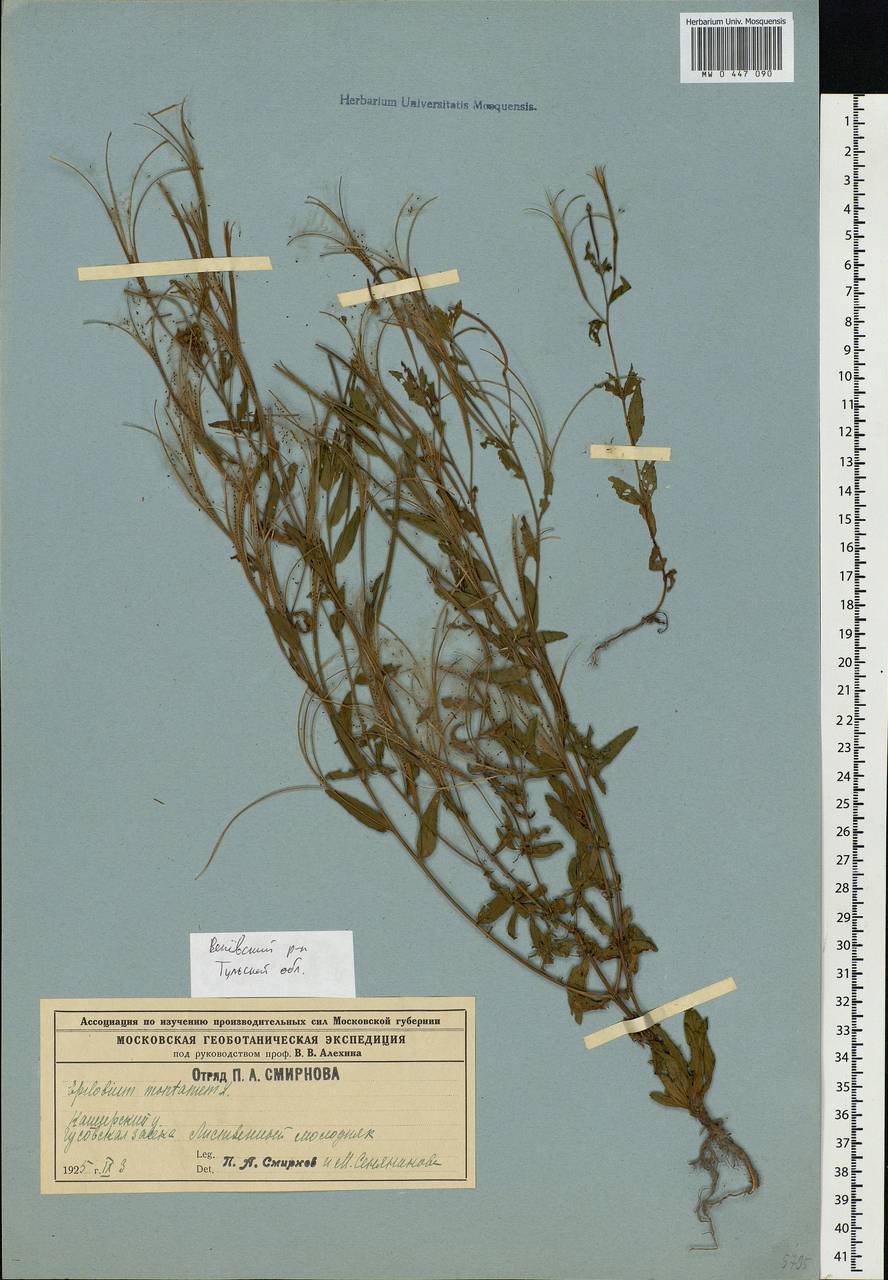 Epilobium montanum L., Eastern Europe, Central region (E4) (Russia)