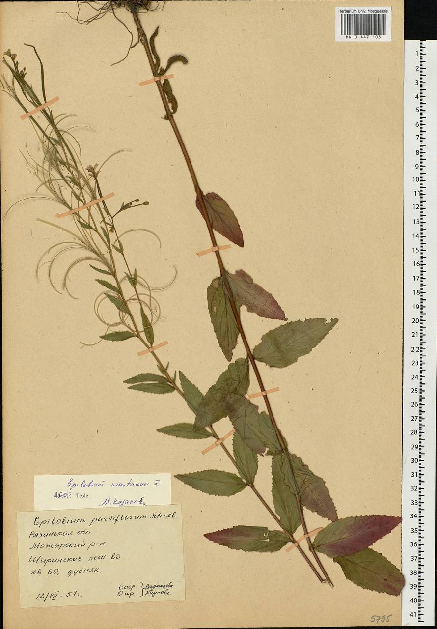 Epilobium montanum L., Eastern Europe, Central region (E4) (Russia)