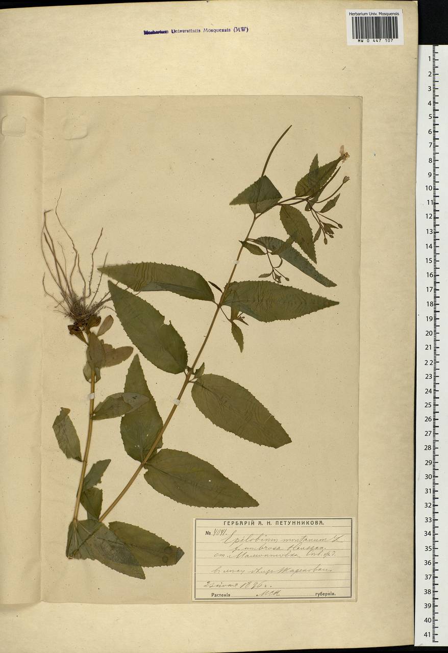 Epilobium montanum L., Eastern Europe, Moscow region (E4a) (Russia)