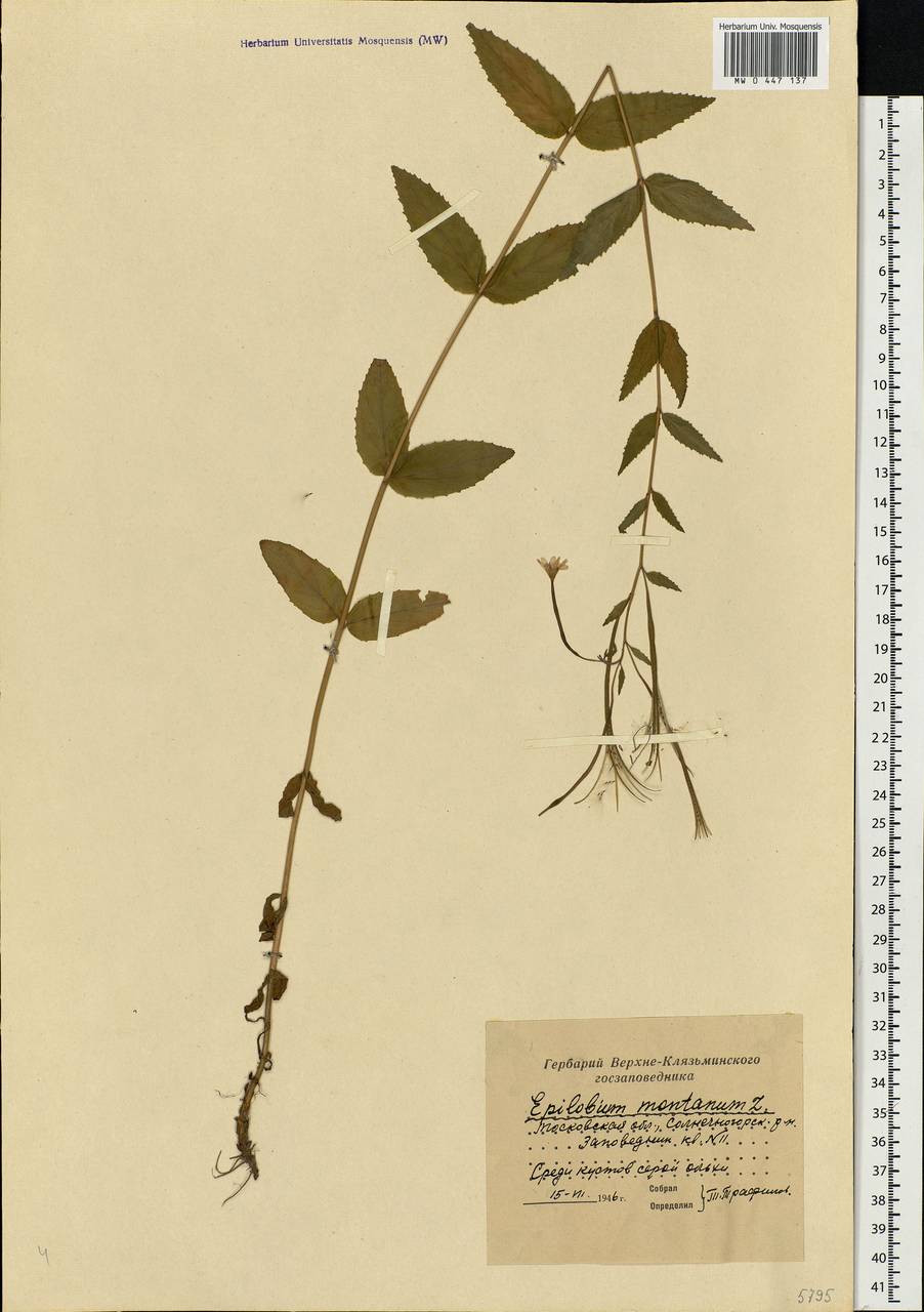 Epilobium montanum L., Eastern Europe, Moscow region (E4a) (Russia)