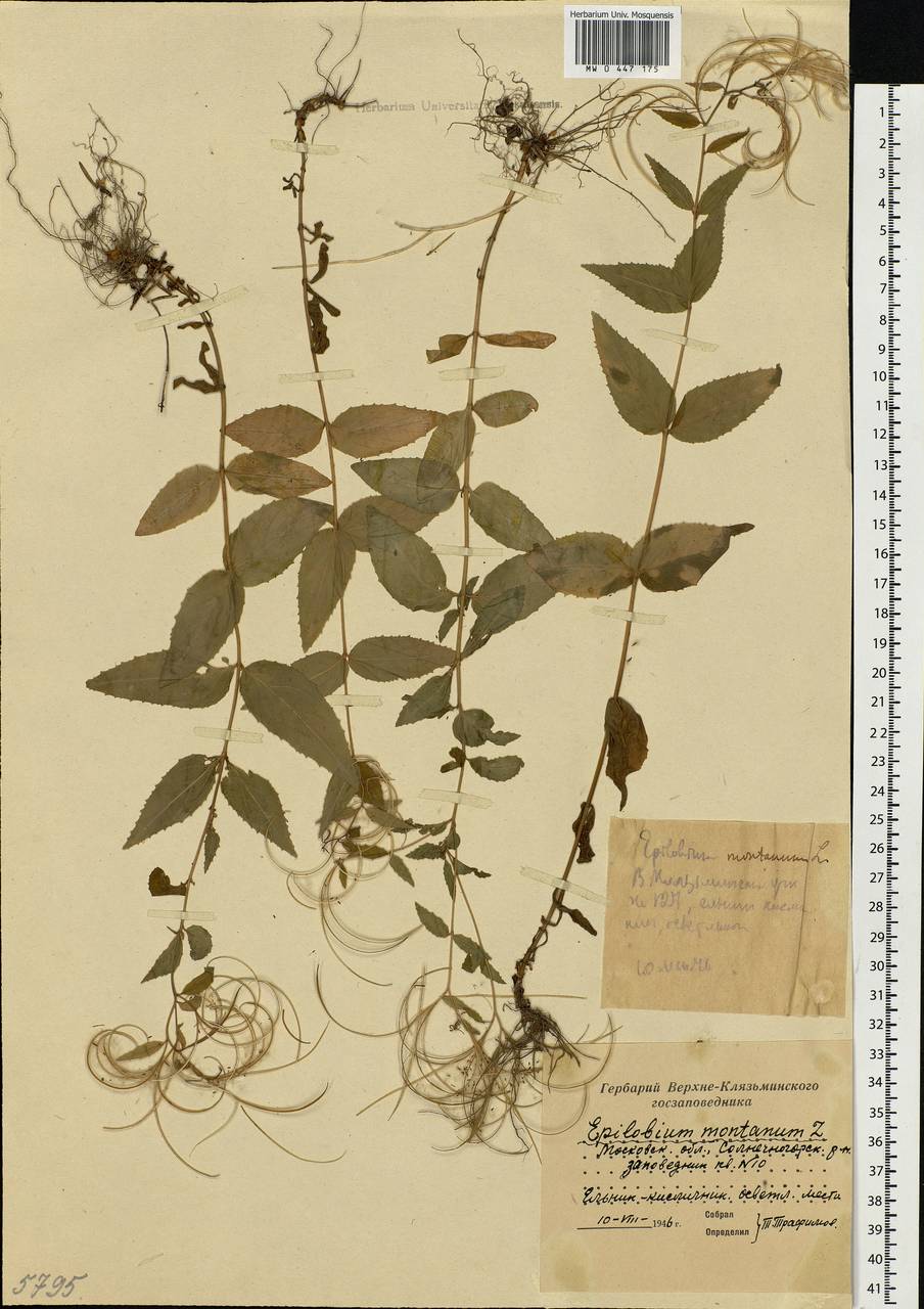 Epilobium montanum L., Eastern Europe, Moscow region (E4a) (Russia)