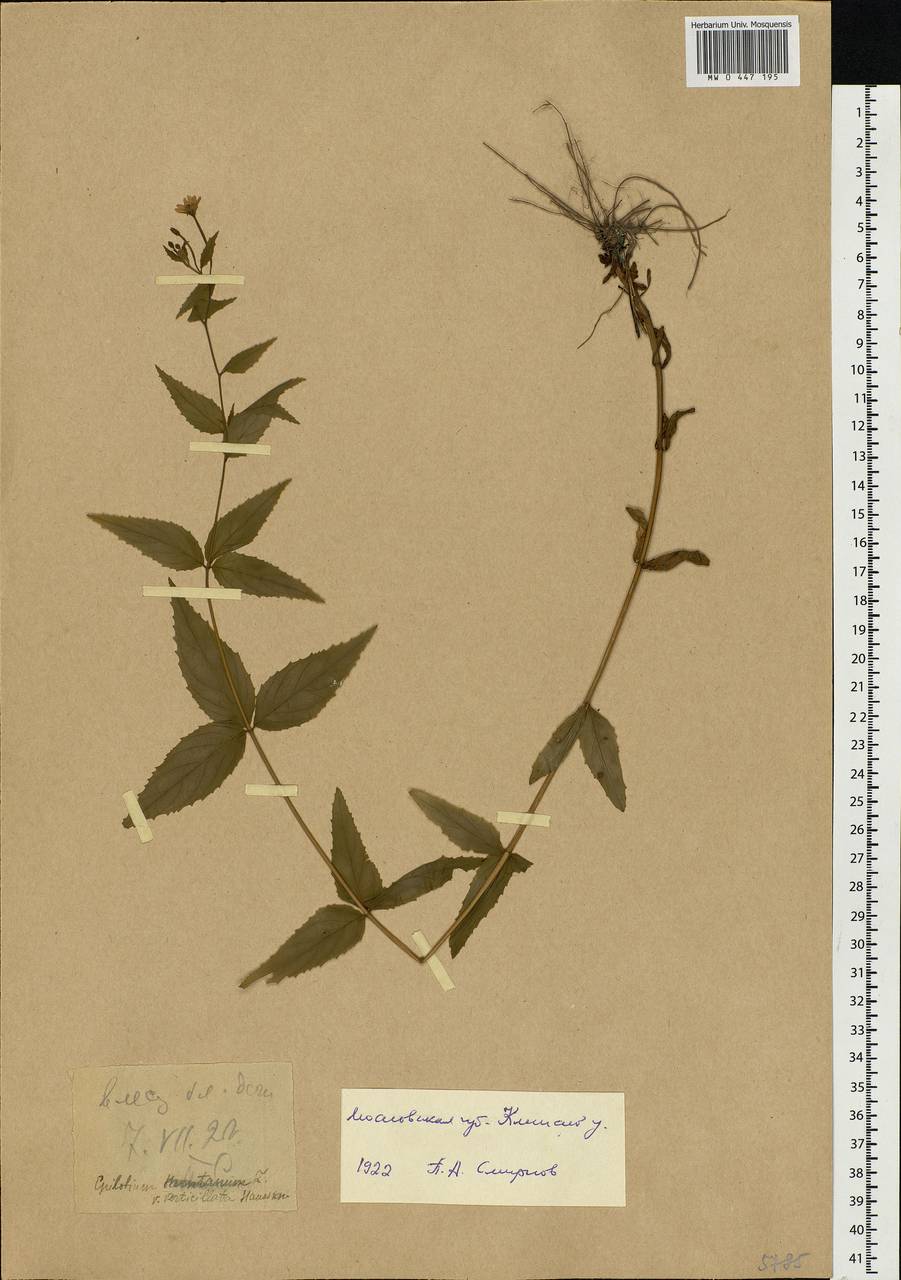 Epilobium montanum L., Eastern Europe, Moscow region (E4a) (Russia)