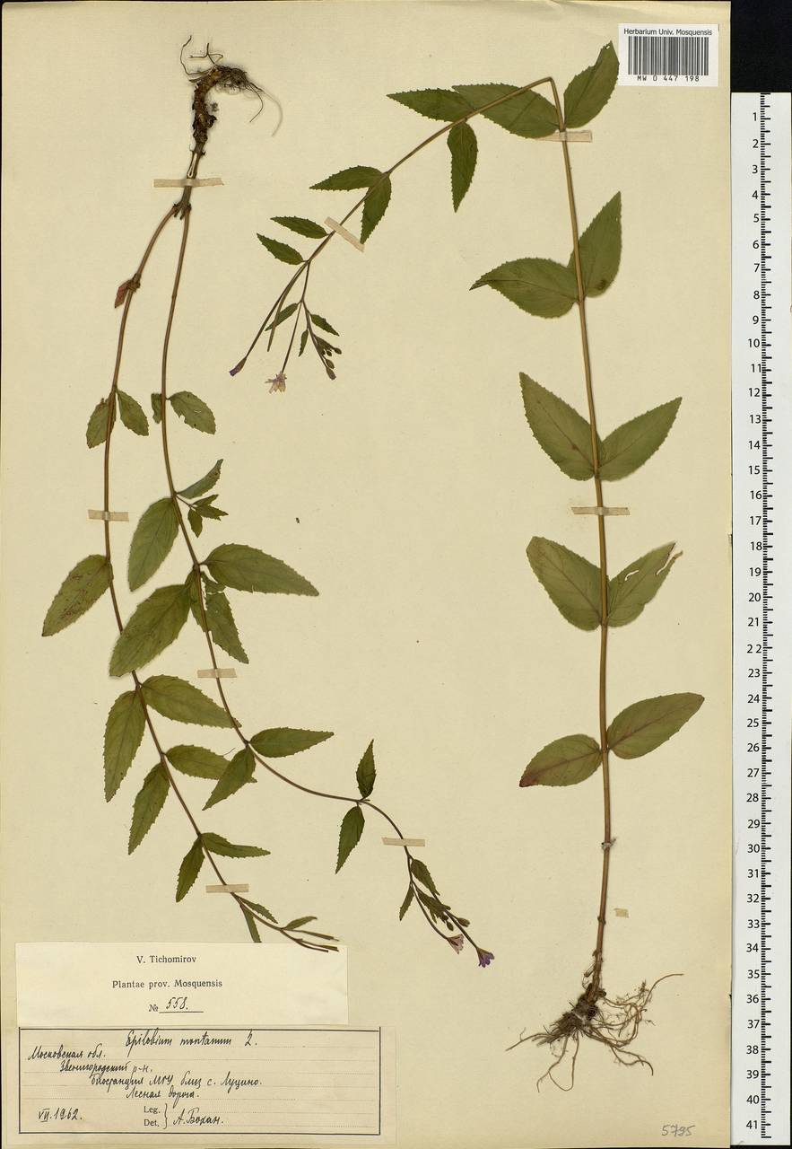 Epilobium montanum L., Eastern Europe, Moscow region (E4a) (Russia)