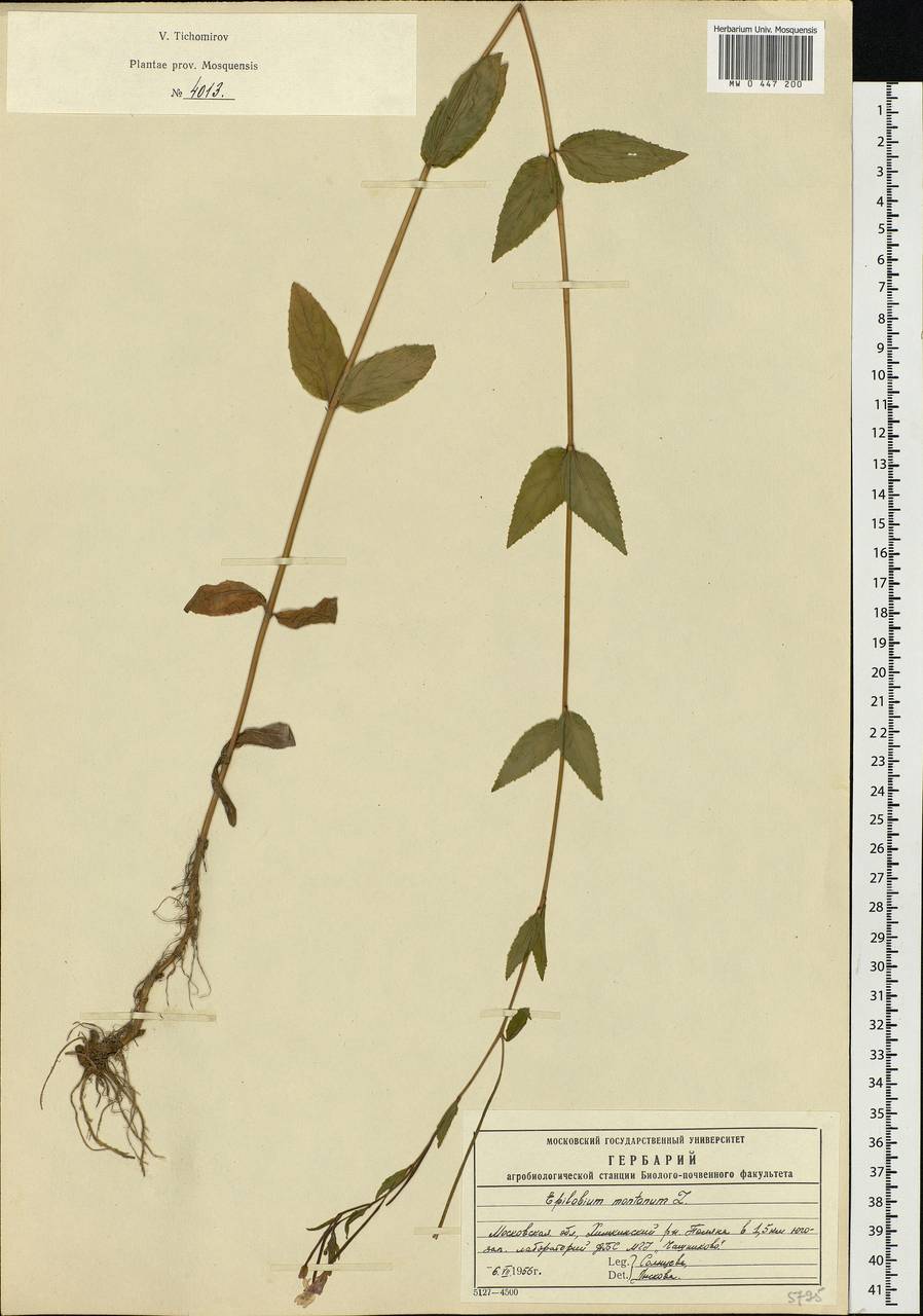 Epilobium montanum L., Eastern Europe, Moscow region (E4a) (Russia)