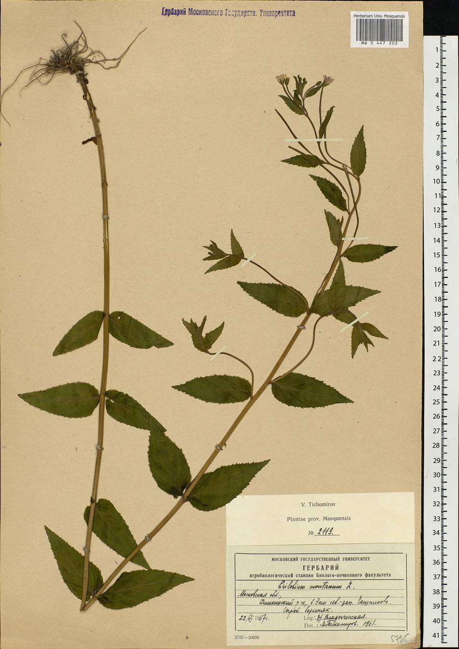 Epilobium montanum L., Eastern Europe, Moscow region (E4a) (Russia)