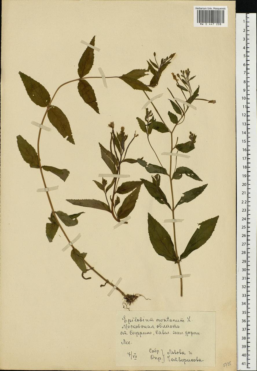 Epilobium montanum L., Eastern Europe, Moscow region (E4a) (Russia)