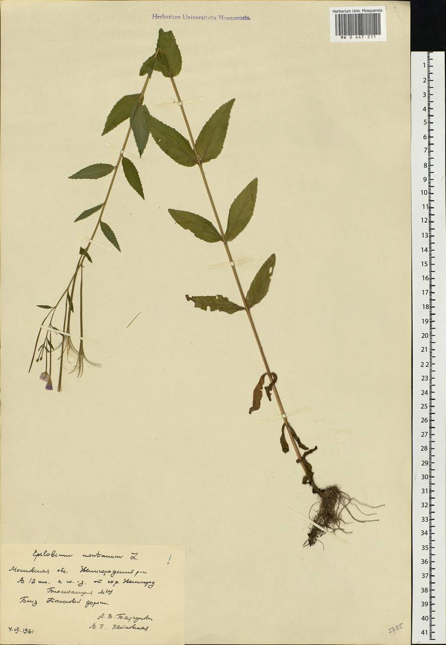 Epilobium montanum L., Eastern Europe, Moscow region (E4a) (Russia)