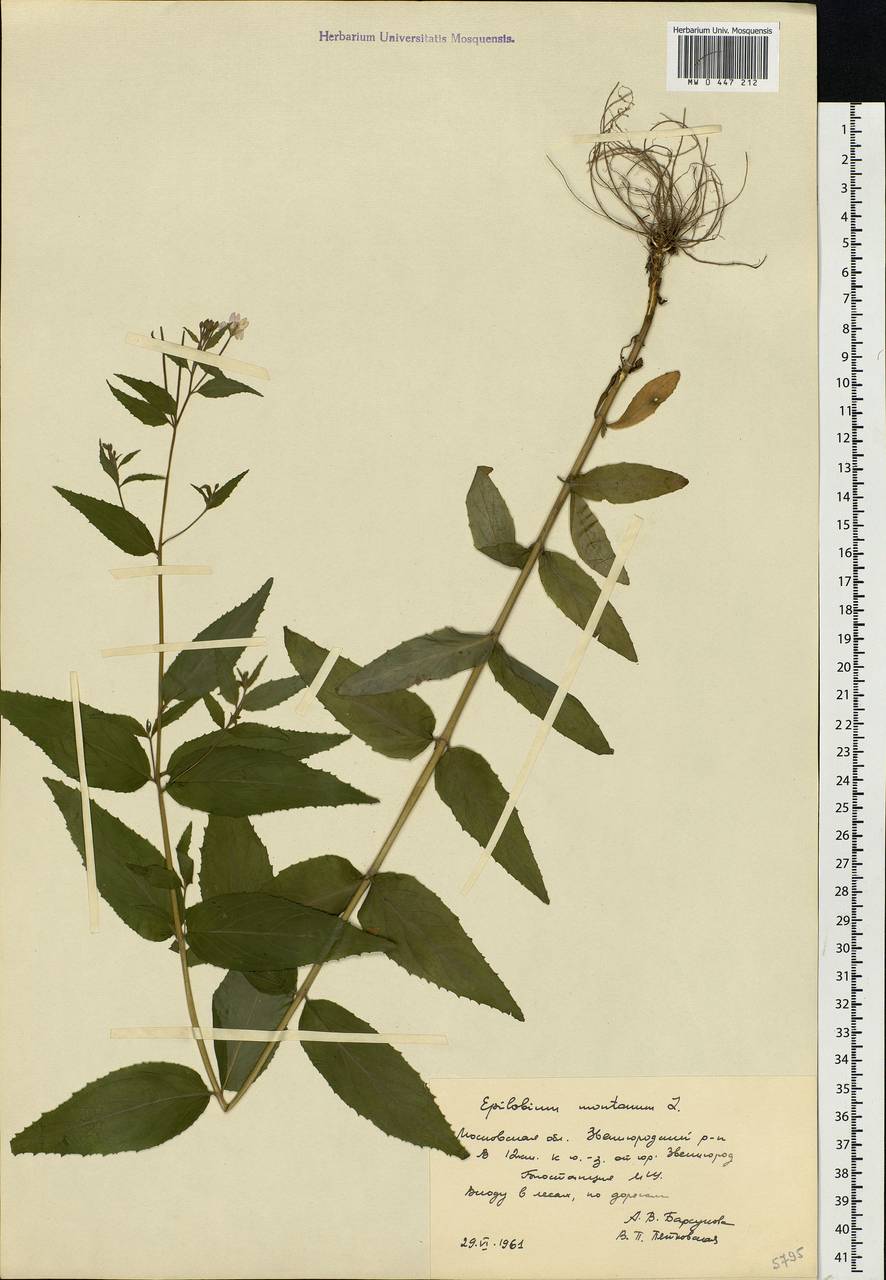 Epilobium montanum L., Eastern Europe, Moscow region (E4a) (Russia)