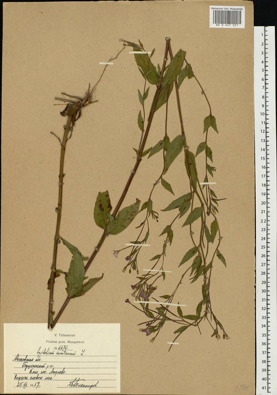 Epilobium montanum L., Eastern Europe, Moscow region (E4a) (Russia)