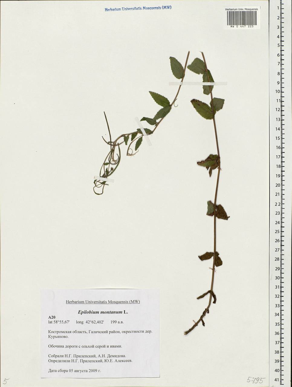 Epilobium montanum L., Eastern Europe, Central forest region (E5) (Russia)