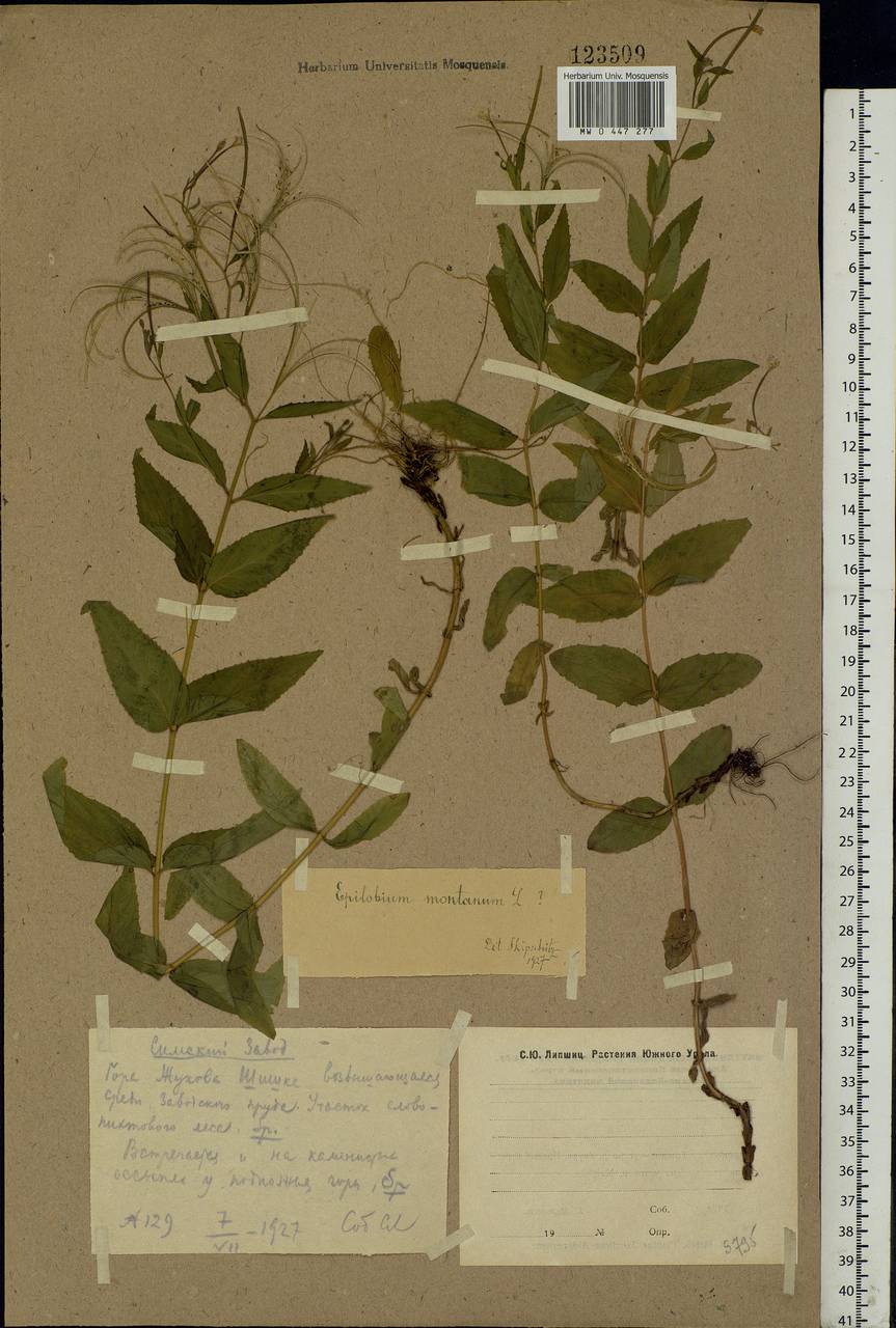 Epilobium montanum L., Eastern Europe, Eastern region (E10) (Russia)