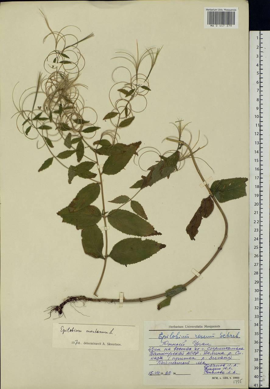 Epilobium montanum L., Eastern Europe, Eastern region (E10) (Russia)