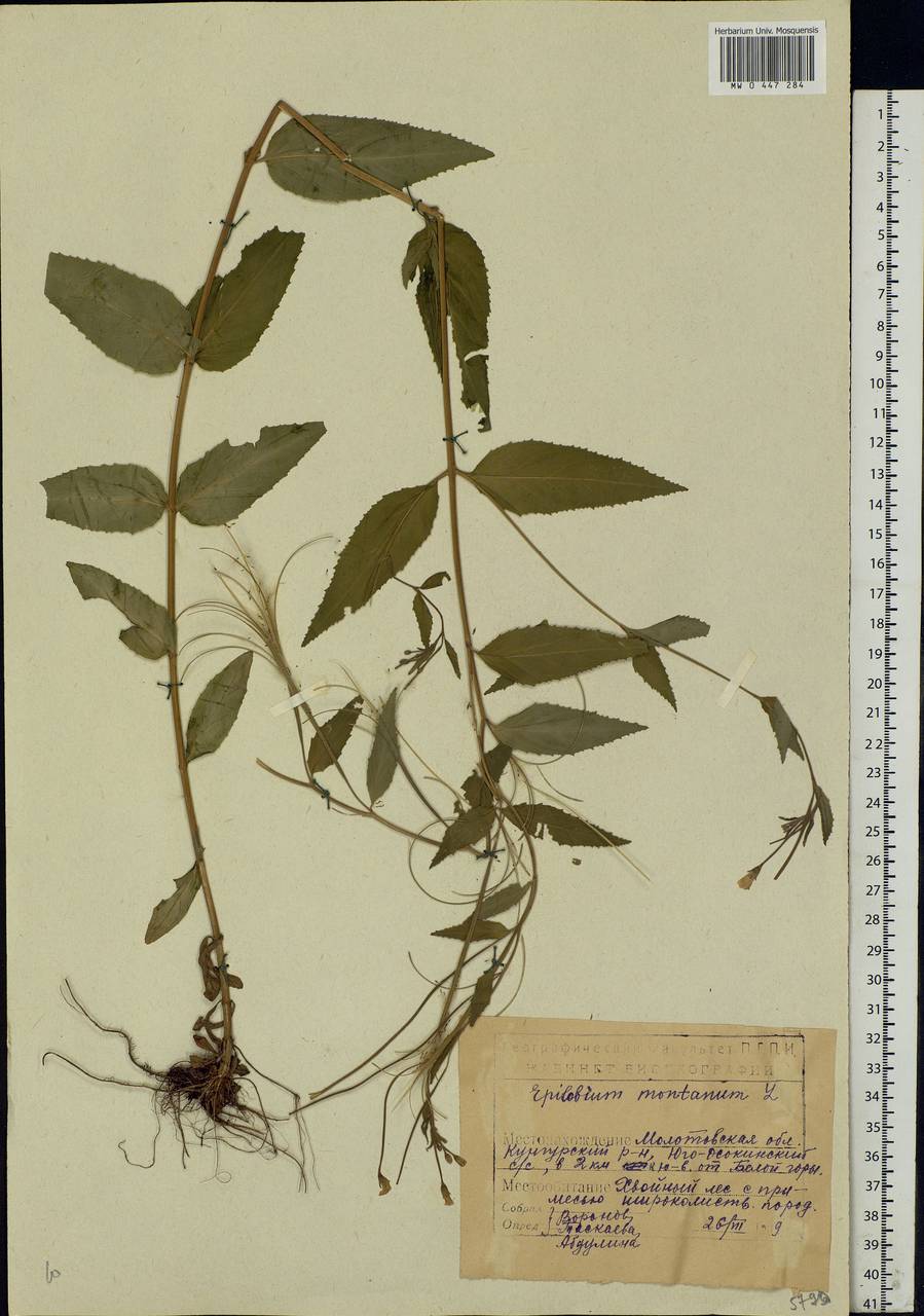 Epilobium montanum L., Eastern Europe, Eastern region (E10) (Russia)