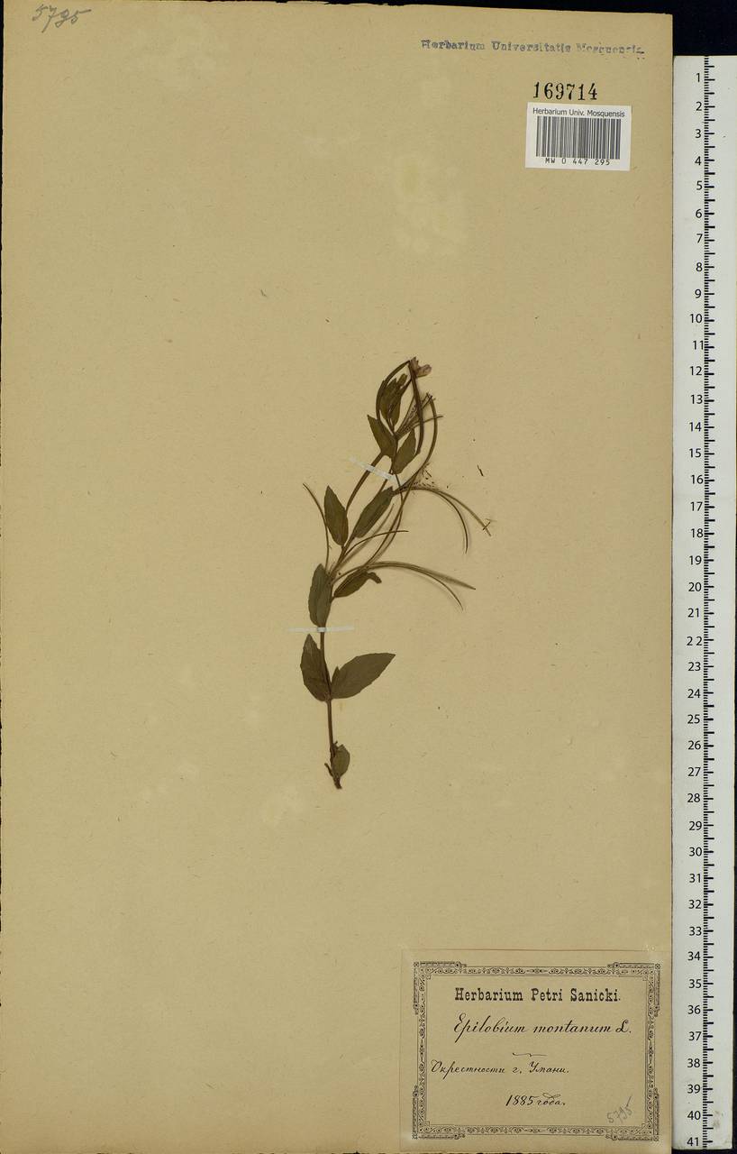 Epilobium montanum L., Eastern Europe, North Ukrainian region (E11) (Ukraine)