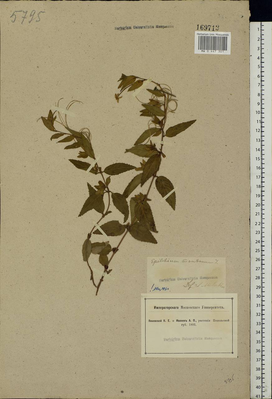 Epilobium montanum L., Eastern Europe, South Ukrainian region (E12) (Ukraine)