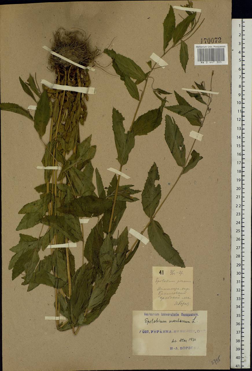 Epilobium montanum L., Eastern Europe, South Ukrainian region (E12) (Ukraine)