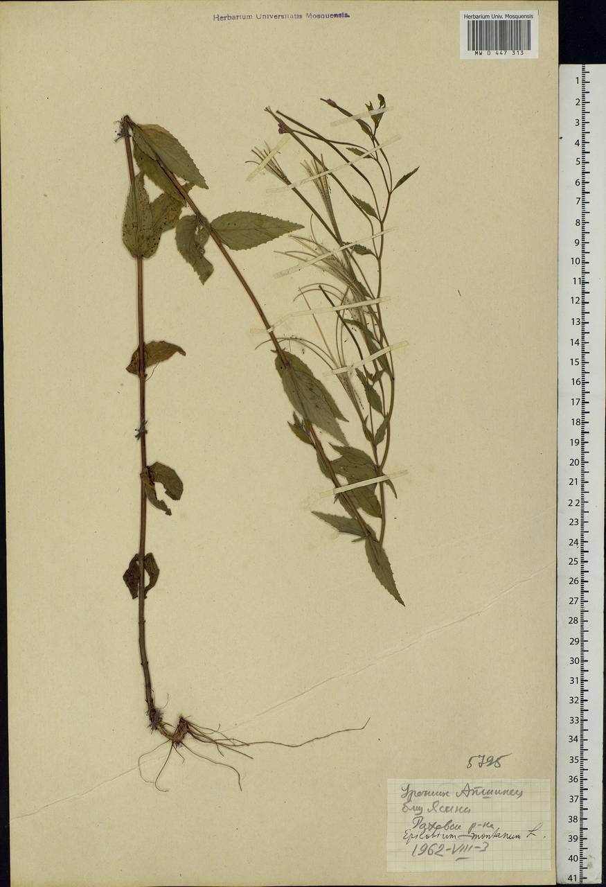 Epilobium montanum L., Eastern Europe, West Ukrainian region (E13) (Ukraine)