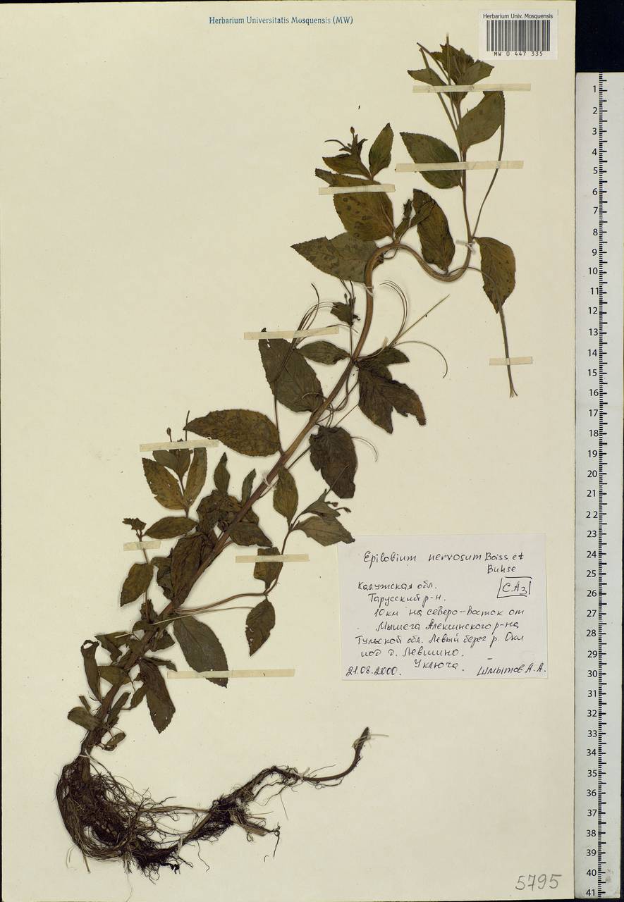 Epilobium roseum subsp. subsessile (Boiss.) P. H. Raven, Eastern Europe, Central region (E4) (Russia)