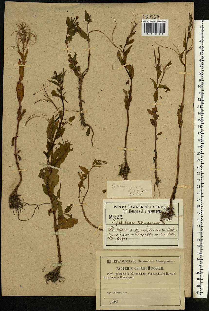 Epilobium roseum subsp. subsessile (Boiss.) P. H. Raven, Eastern Europe, Central region (E4) (Russia)