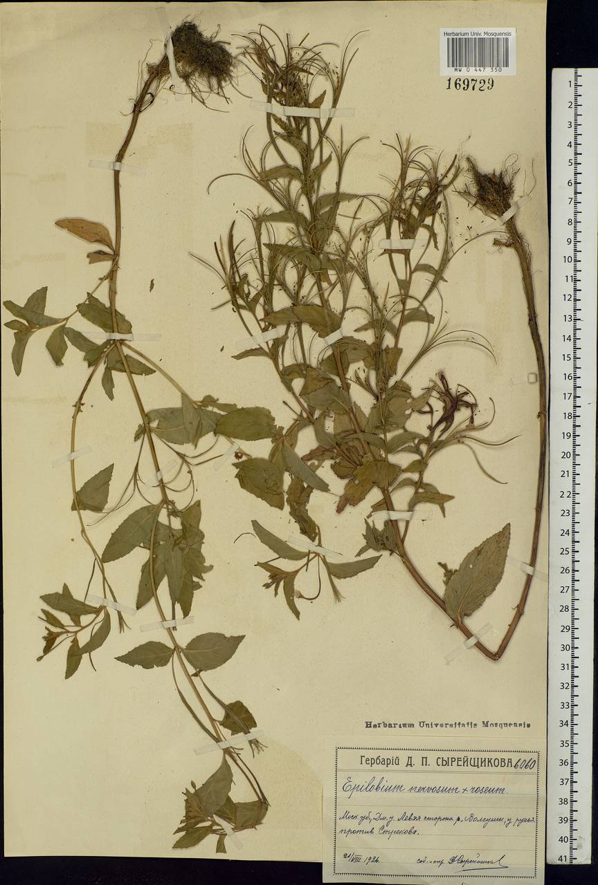 Epilobium roseum subsp. subsessile (Boiss.) P. H. Raven, Eastern Europe, Moscow region (E4a) (Russia)