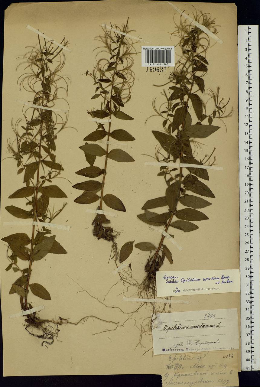 Epilobium roseum subsp. subsessile (Boiss.) P. H. Raven, Eastern Europe, Moscow region (E4a) (Russia)