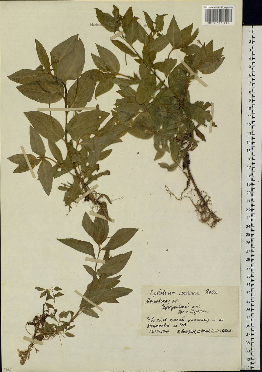 Epilobium roseum subsp. subsessile (Boiss.) P. H. Raven, Eastern Europe, Moscow region (E4a) (Russia)