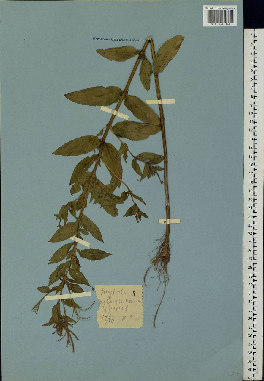 Epilobium roseum subsp. subsessile (Boiss.) P. H. Raven, Eastern Europe, Moscow region (E4a) (Russia)