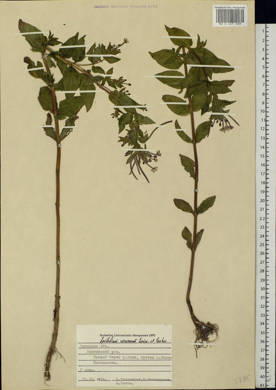 Epilobium roseum subsp. subsessile (Boiss.) P. H. Raven, Eastern Europe, Central forest-and-steppe region (E6) (Russia)