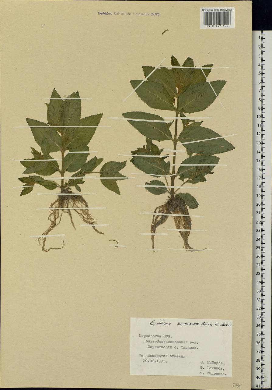 Epilobium roseum subsp. subsessile (Boiss.) P. H. Raven, Eastern Europe, Middle Volga region (E8) (Russia)