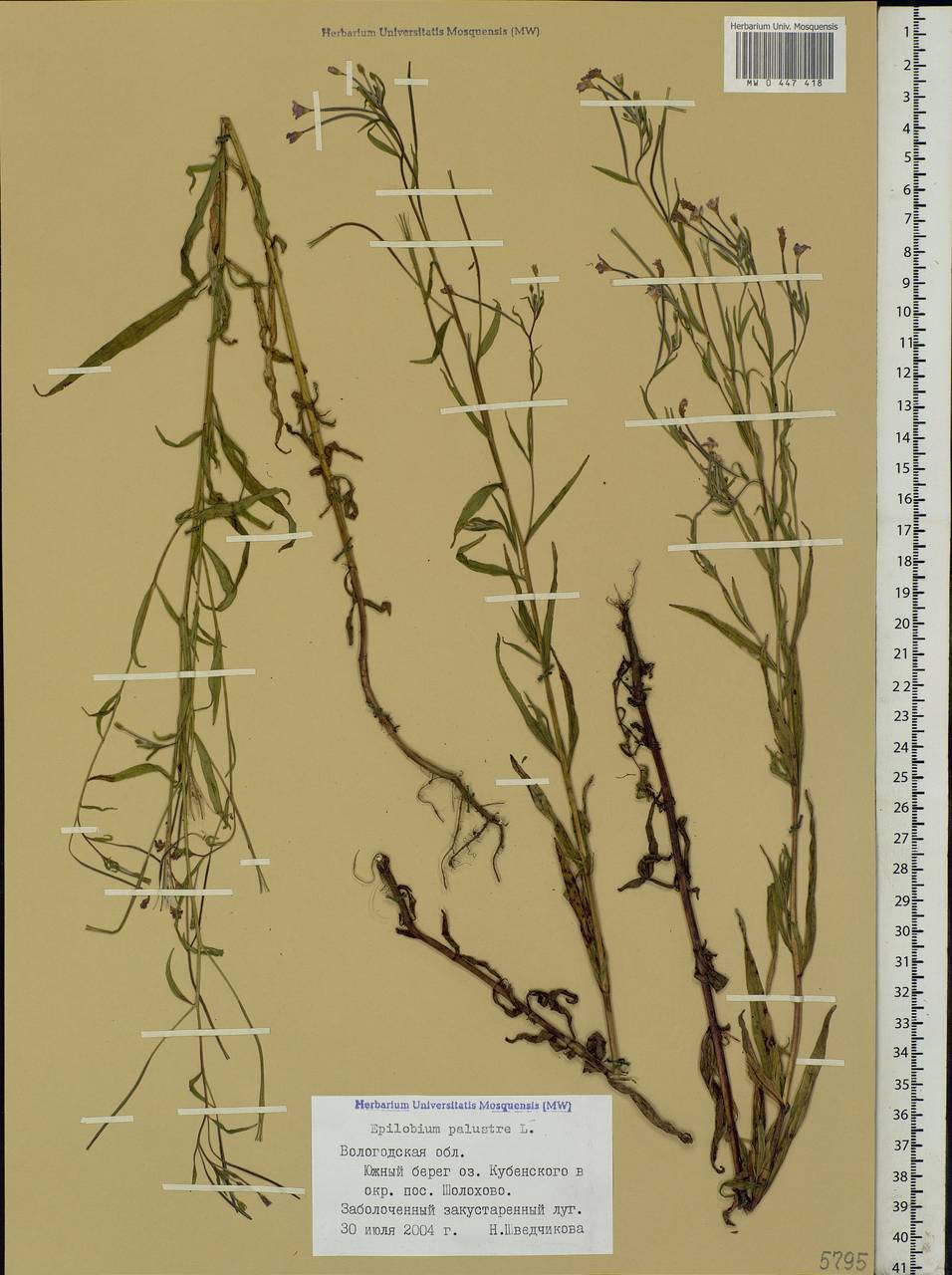 Epilobium palustre L., Eastern Europe, Northern region (E1) (Russia)