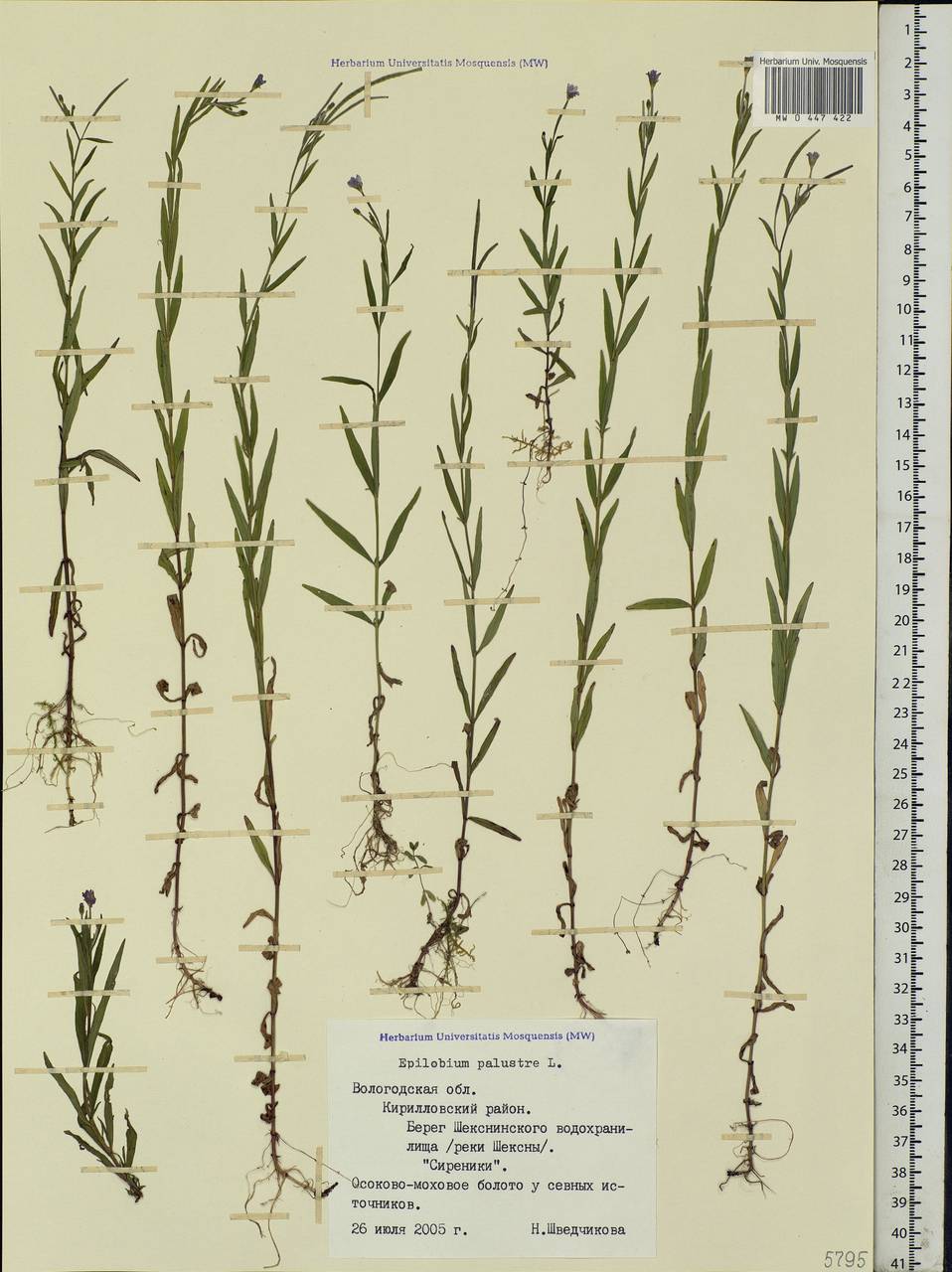 Epilobium palustre L., Eastern Europe, Northern region (E1) (Russia)