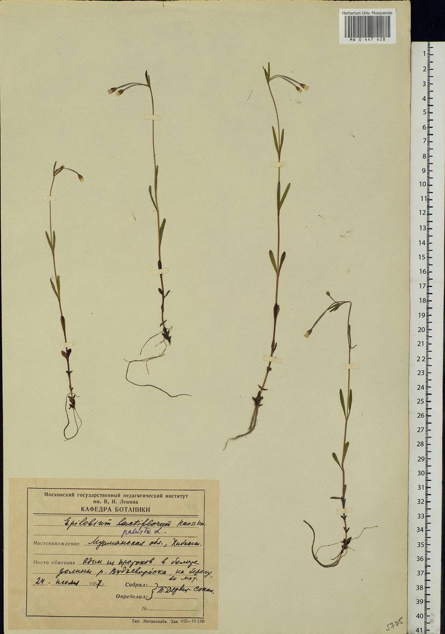 Epilobium palustre L., Eastern Europe, Northern region (E1) (Russia)