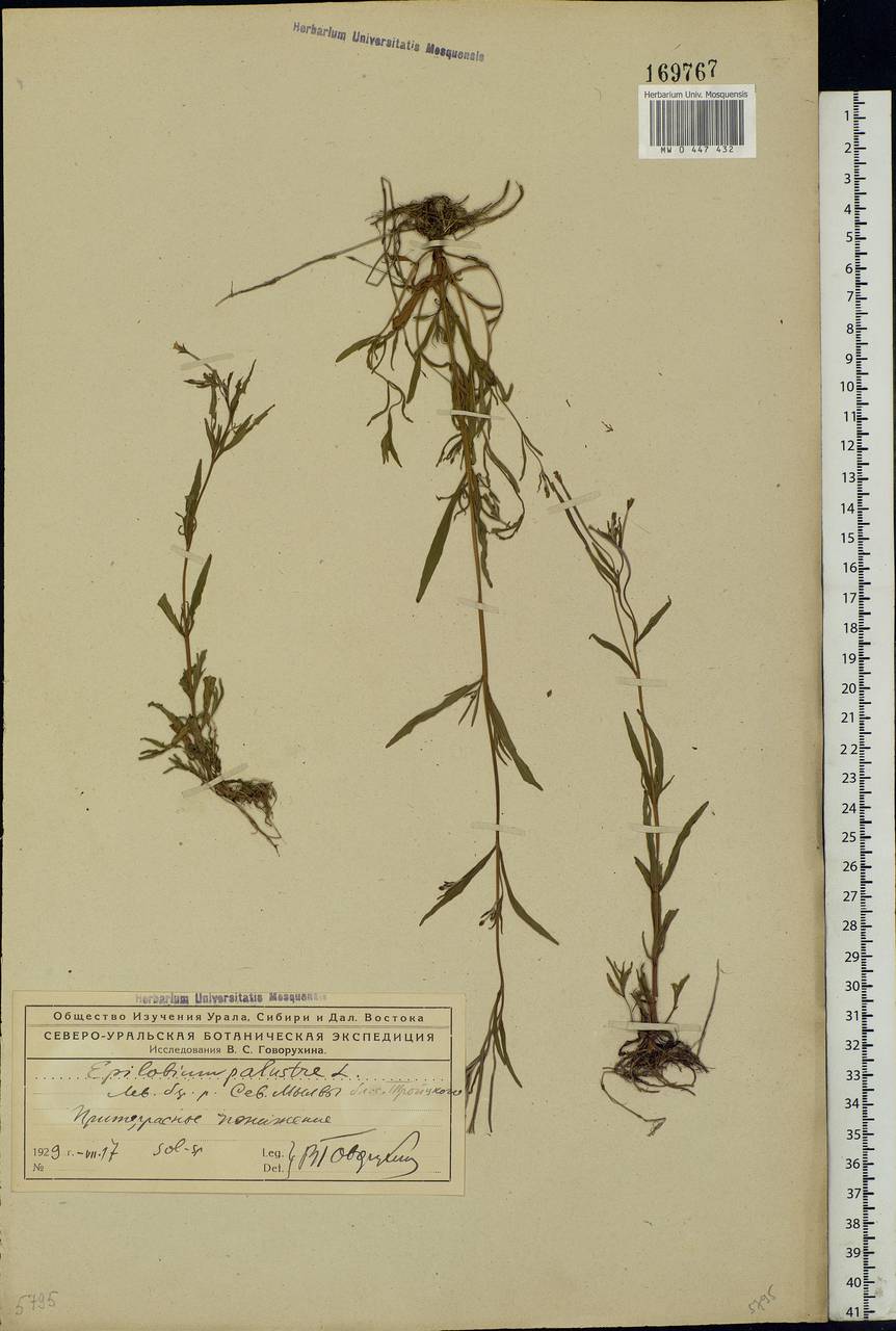 Epilobium palustre L., Eastern Europe, Northern region (E1) (Russia)