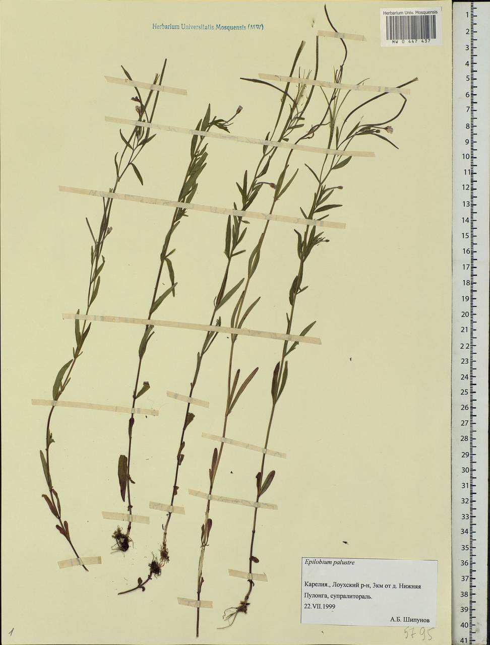 Epilobium palustre L., Eastern Europe, Northern region (E1) (Russia)